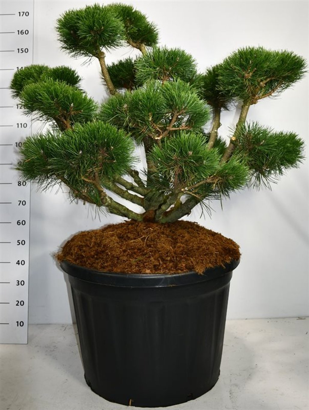 Pinus mugo 'Gnom' - 80-100 CM Bonsai Cont.